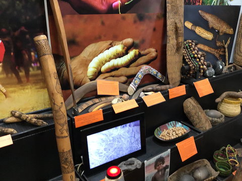 Dingo Dreaming - Holiday Find 1