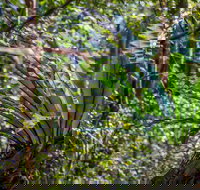 Great North walk - Palm Grove Nature Reserve - Holiday Find