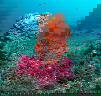 HMAS Brisbane Dive Site - Holiday Find