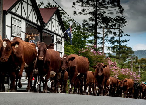 Jamberoo - Holiday Find 0