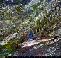 Lyrebird Circuit Walk - Holiday Find