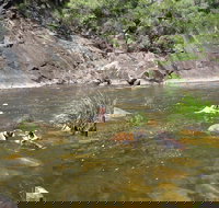 Mount Boss State Forest - Holiday Find