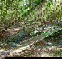 Old Bottlebutt - Holiday Find