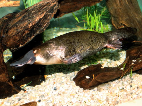 Platypus House - Holiday Find 0