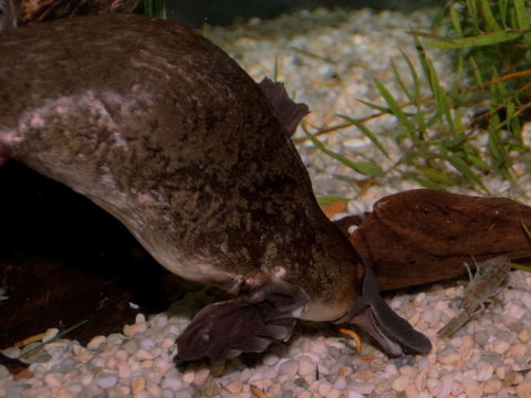 Platypus House - Holiday Find 1