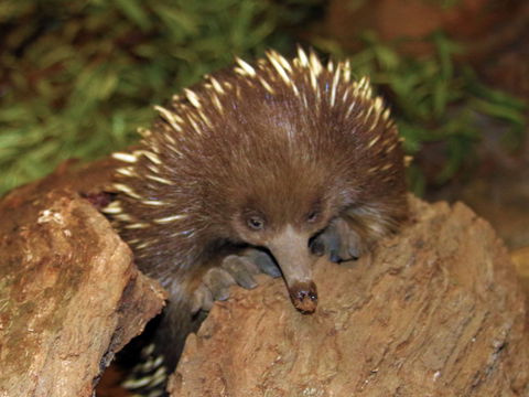 Platypus House - Holiday Find 2
