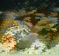 Platypus Pool - Holiday Find