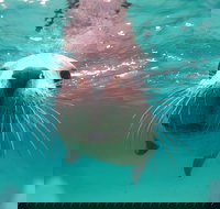 Seal Cove - Holiday Find