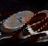 Shellharbour City Museum formerly Tongarra Museum - Holiday Find