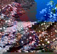 Smith Rock Dive Site