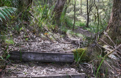 Tea Tree Falls Walking Track - Holiday Find 0