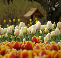 Tulip Top Gardens - Holiday Find