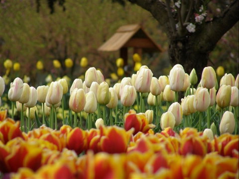 Tulip Top Gardens - Holiday Find 0