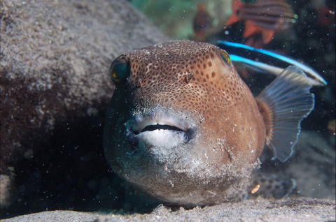Amity Point Dive Site - Holiday Find 0