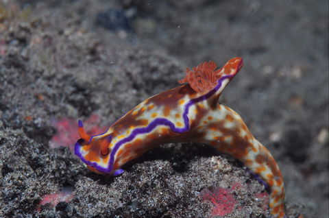 Amity Point Dive Site - Holiday Find 1