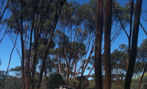 Boorabbin National Park - Holiday Find 0