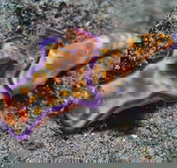 Curtin Artificial Reef Dive Site