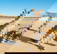 Diamond Head Beach - Holiday Find