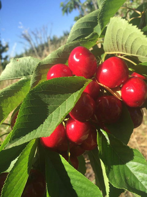 Hill-Lock Orchard - Holiday Find 1