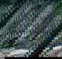 Old Tambo Downhill Mountain Bike Track - Holiday Find