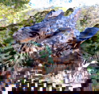 Perth Zoo - Holiday Find