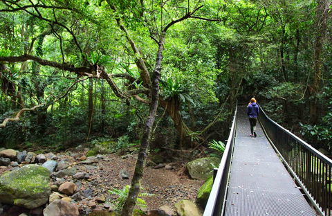 Rainforest Loop Walk, Budderoo National Park - Holiday Find 0
