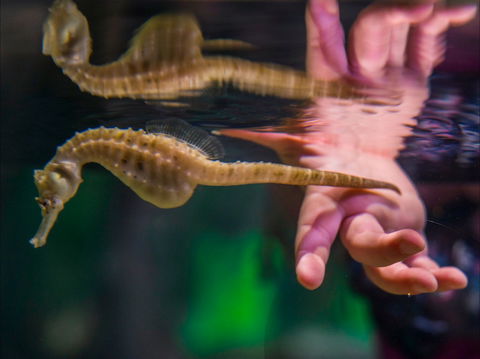 Seahorse World - Holiday Find 0