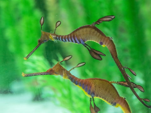 Seahorse World - Holiday Find 1