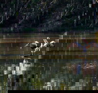 Seaham Swamp Nature Reserve - Holiday Find