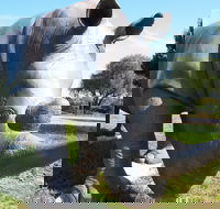 Tailem Bend Rhino Park and Dickson Reserve