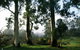 Tasmanian Arboretum Inc. - The - thumb 1