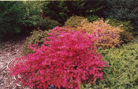 Tasmanian Arboretum Inc. - The - Holiday Find 2