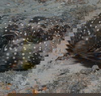 The Wrecks Dive Site at Moreton Island