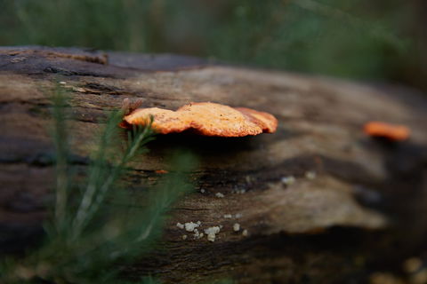 The Briars Park Walking Trails - Holiday Find 1