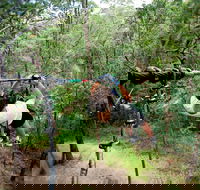 TreeTop Challenge - Holiday Find