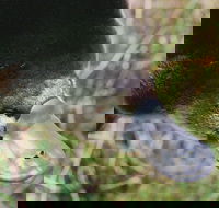 Warrawong Wildlife Sanctuary