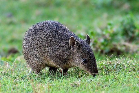 Warrawong Wildlife Sanctuary - Holiday Find 1