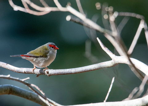 Warrawong Wildlife Sanctuary - Holiday Find 2