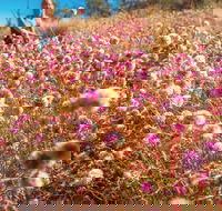 Wineries and Wildflowers - Holiday Find