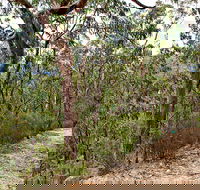 Yango Walking Track - Holiday Find
