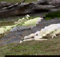 Yarra Valley Nocturnal Zoo - Holiday Find