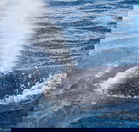 Bremer Bay Canyon - Holiday Find