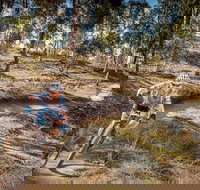 Cycle Mogo State Forest - Holiday Find