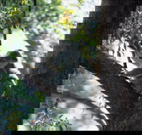 Daisy Hill - Holiday Find