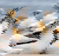 Gannets in Portland - Holiday Find