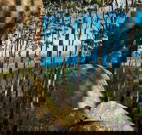 Gulaga Mountain Walk