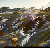 Hinterland Full Day Self Drive Tour - Holiday Find