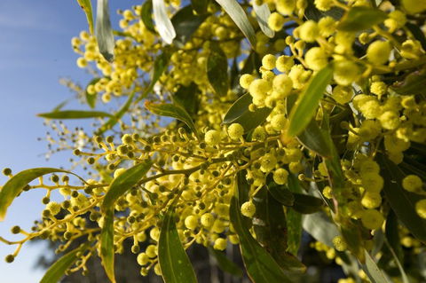 Lorne - Holiday Find 2