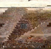 May Gibbs Tree - Holiday Find