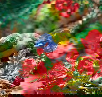 Mount Surprise - Holiday Find